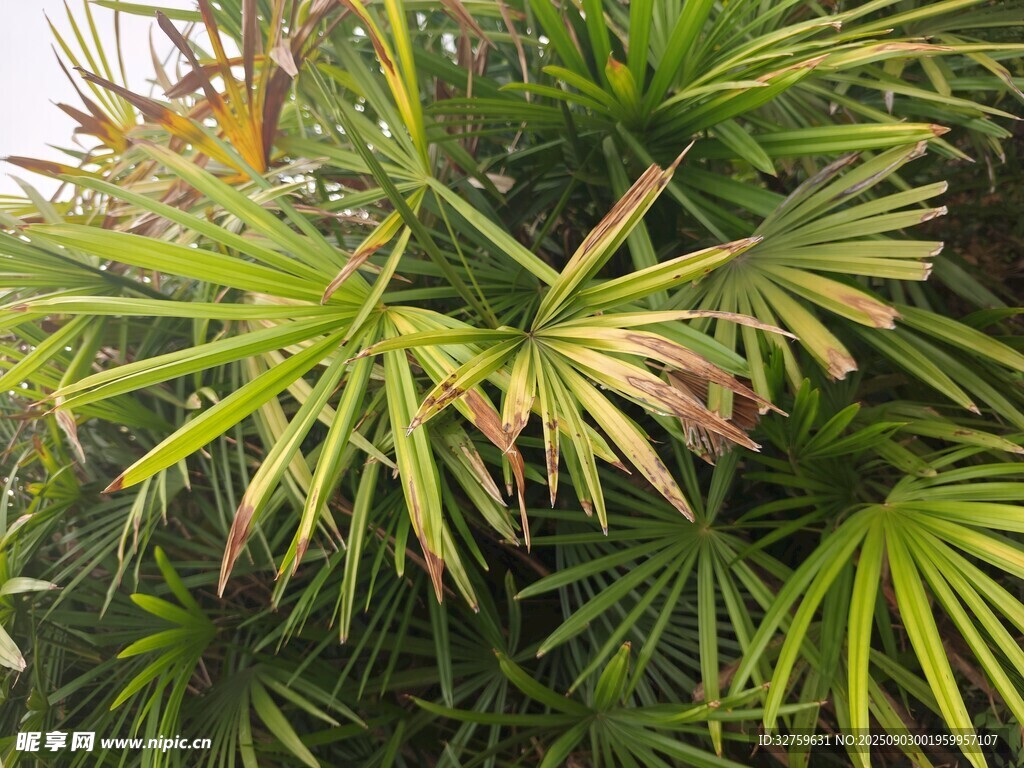 翠綠棕邊的熱帶植物