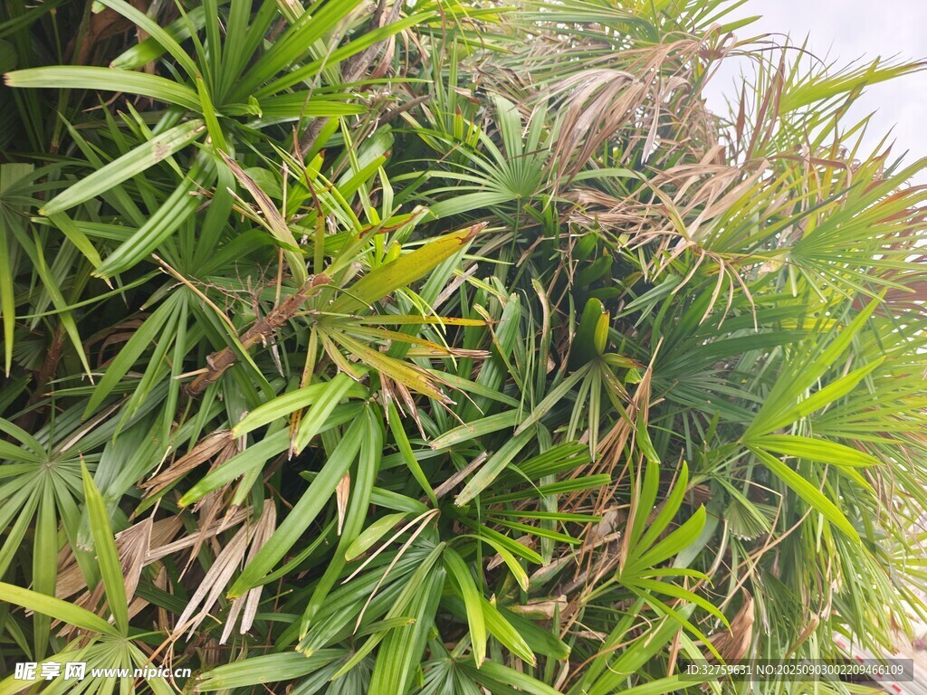 翠綠繁茂的熱帶植物景觀