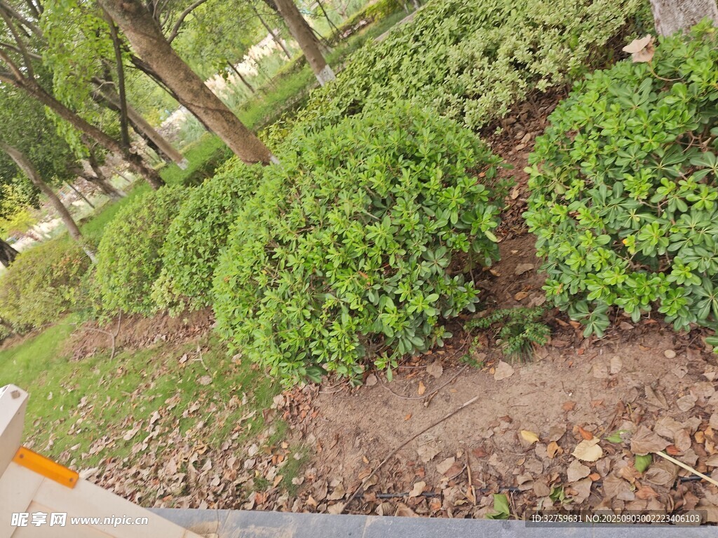 路邊整齊的綠色灌木叢
