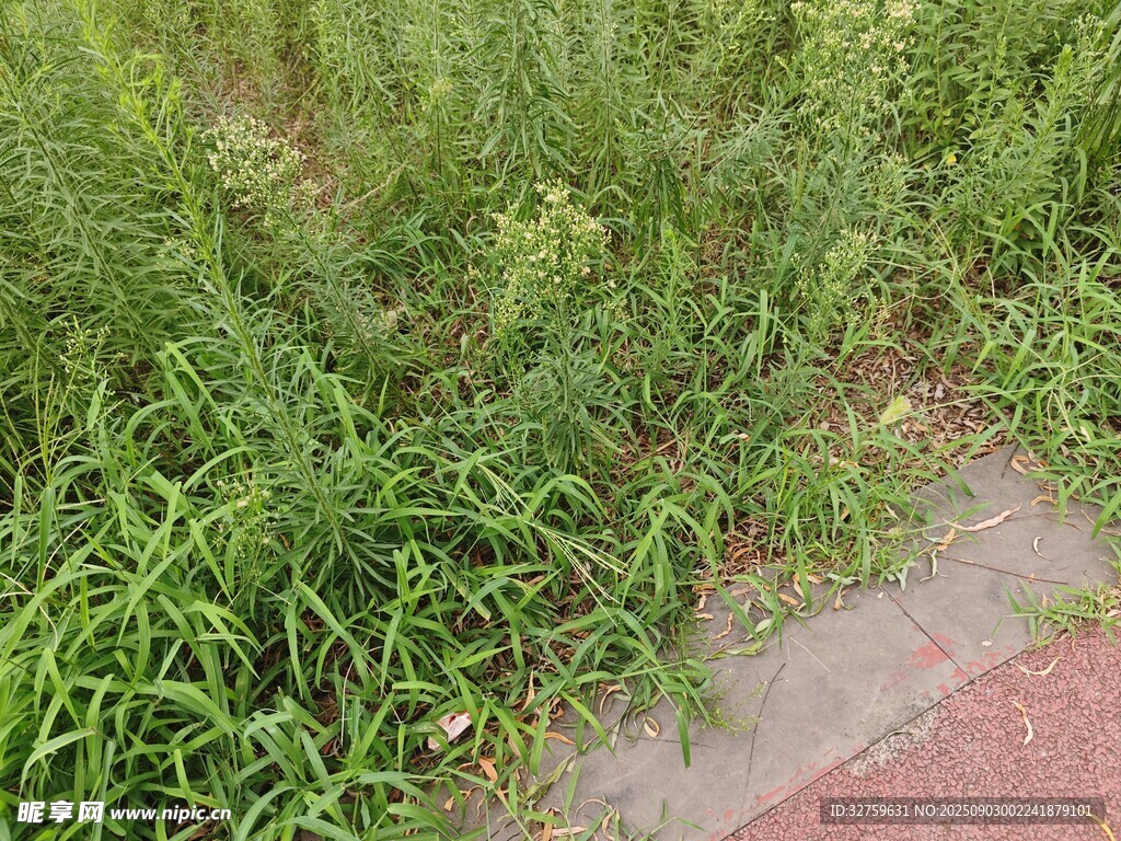 路邊茂盛的綠色草叢