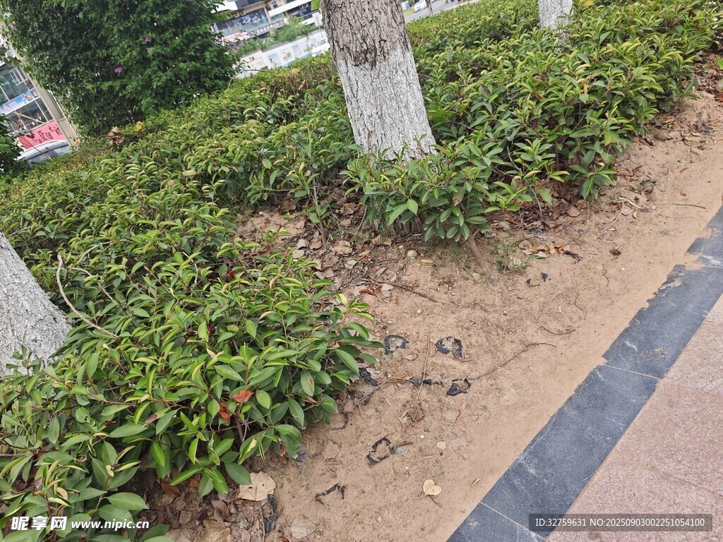 路邊綠植與地面景觀