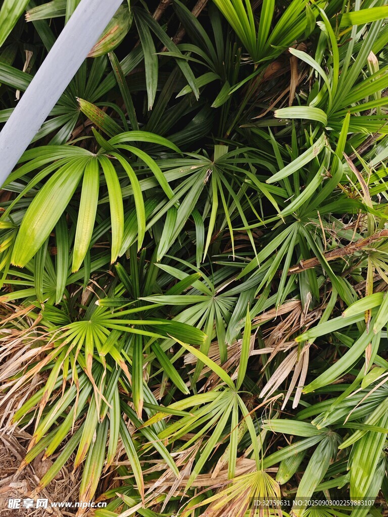 翠綠繁茂的叢生植物