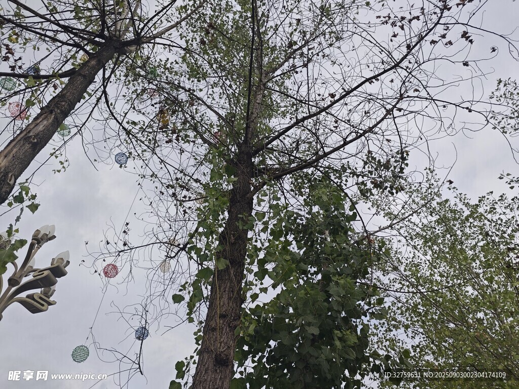 仰視樹林中的樹木