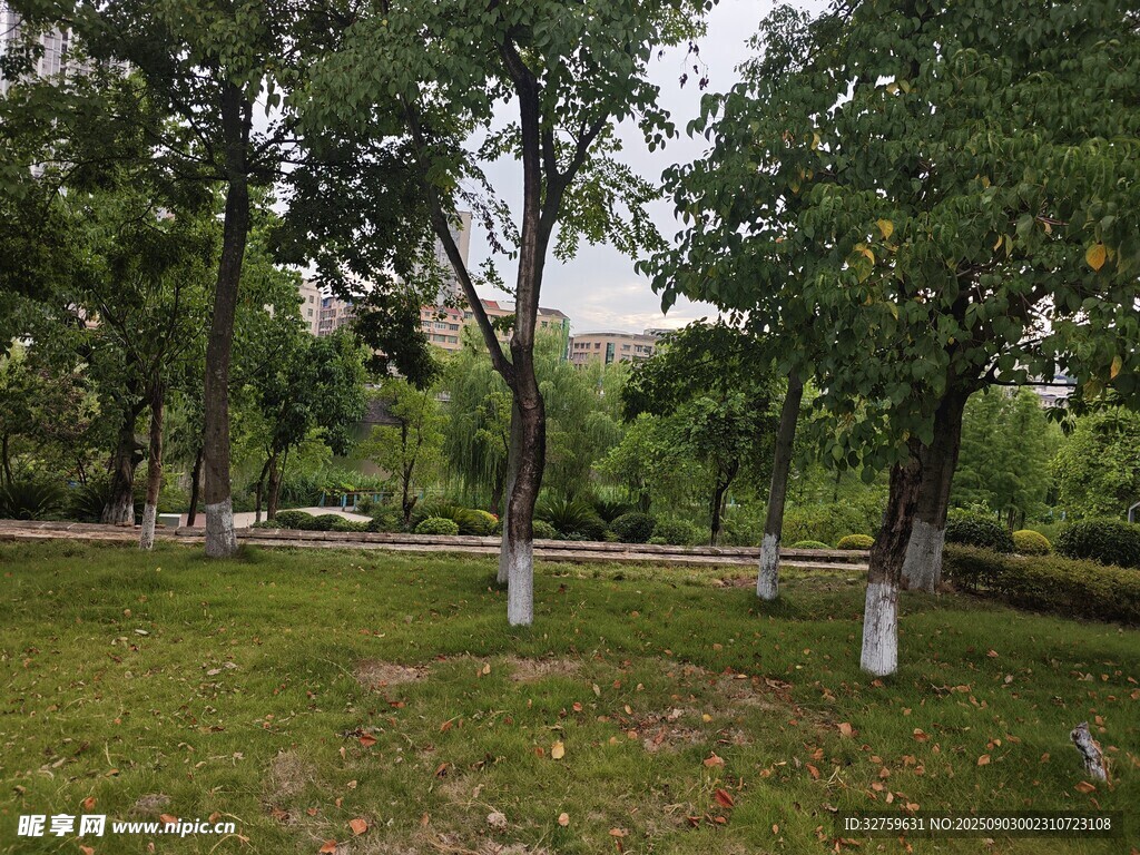 林間草地綠意盎然景色美