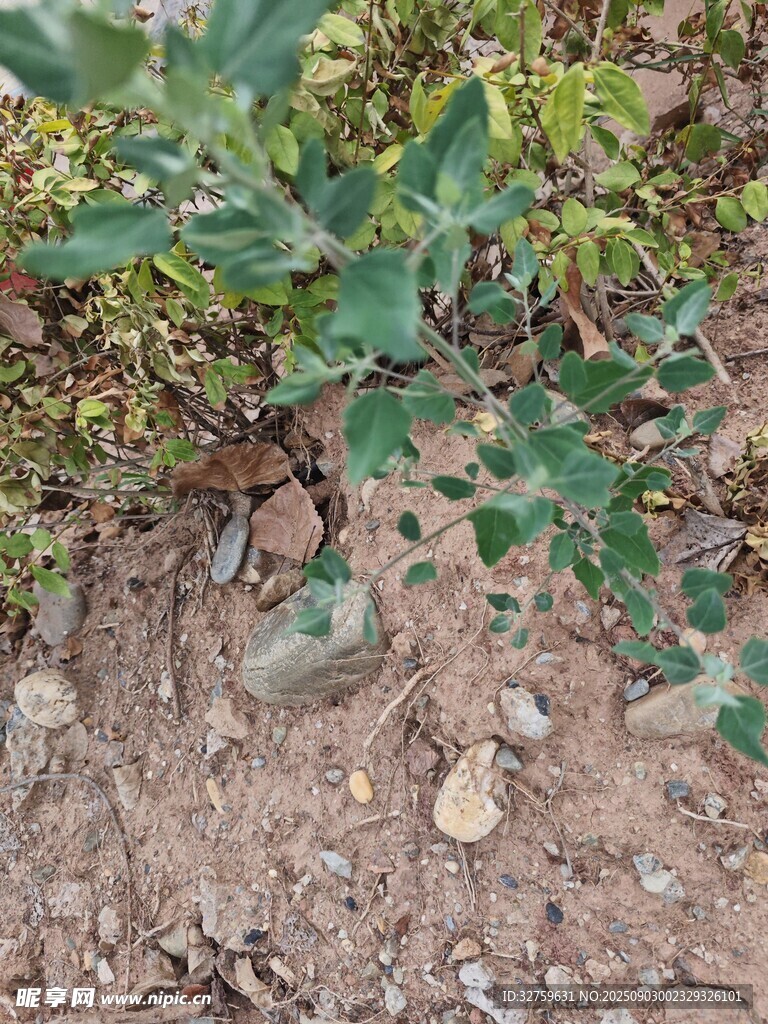 地面上的綠色植物