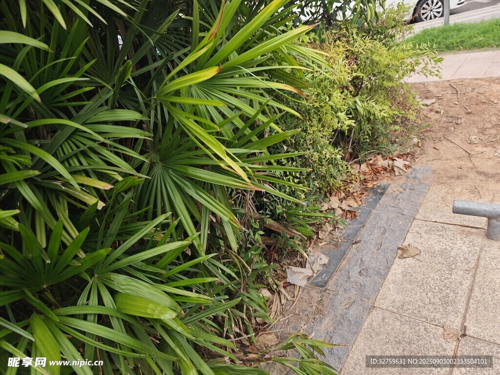 路邊蔥郁綠植景觀