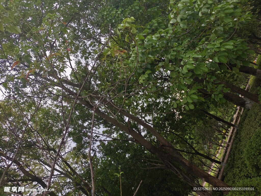 林間繁茂樹(shù)木景觀
