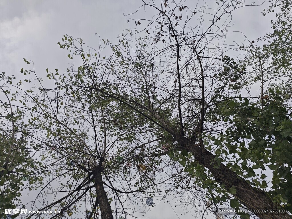 傾斜樹(shù)木 