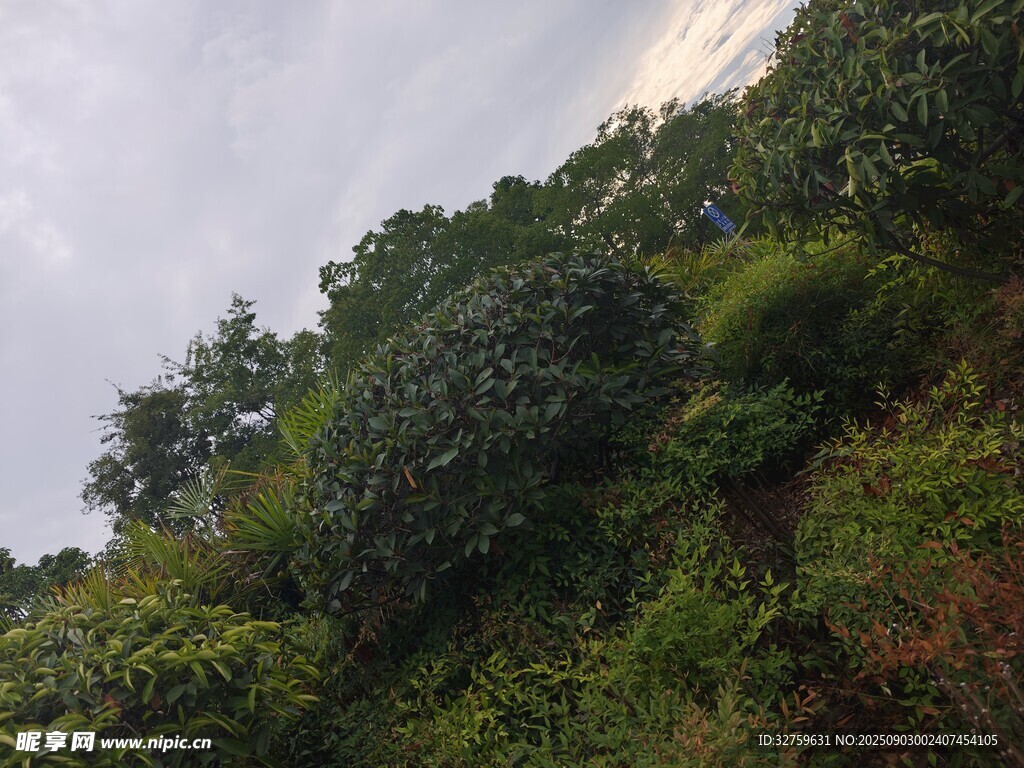 山林綠植景觀