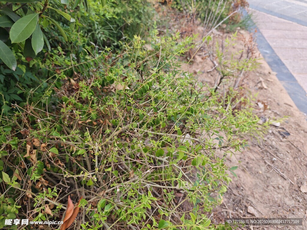 路邊茂盛的綠色植物