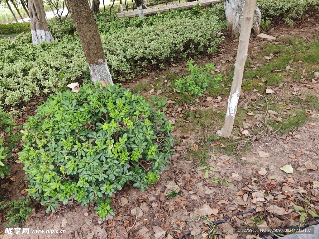 綠葉灌木景觀(guān)