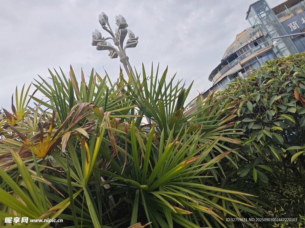戶外綠植景觀