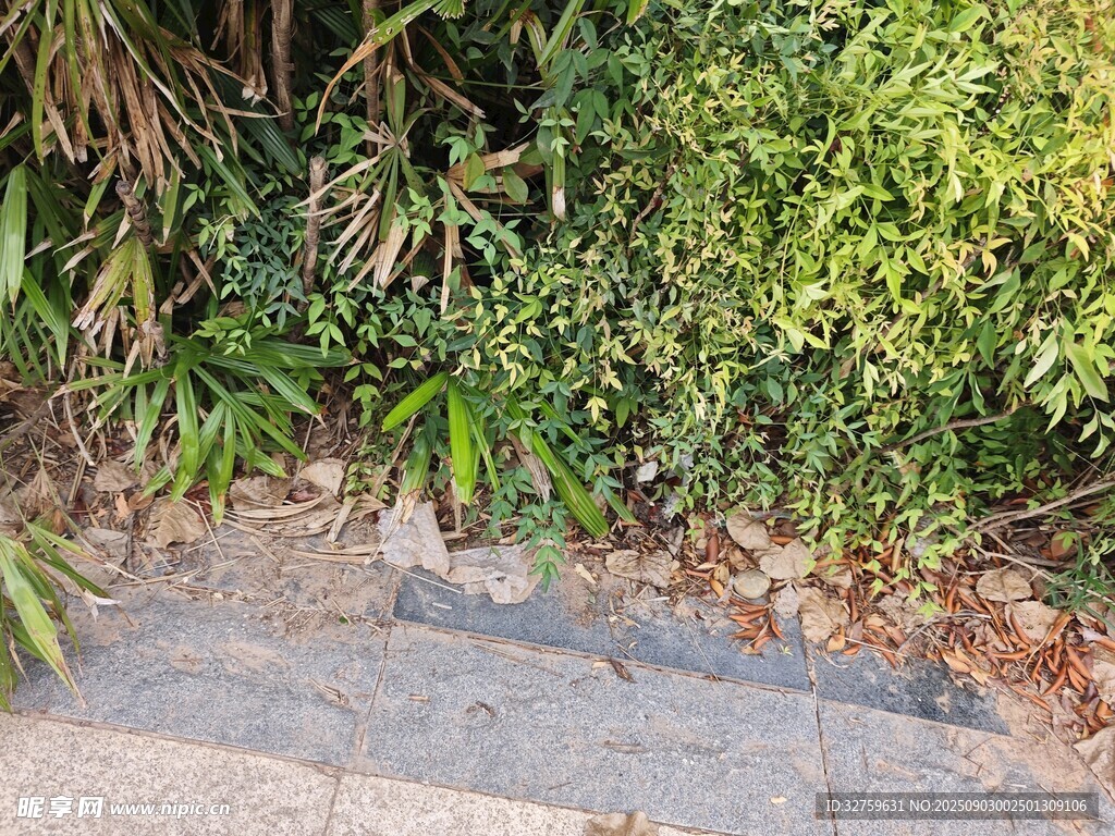 石階旁的蔥郁綠植