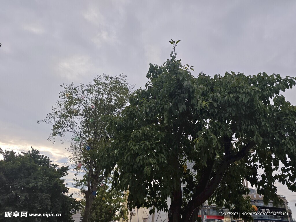天空下的蔥郁樹木