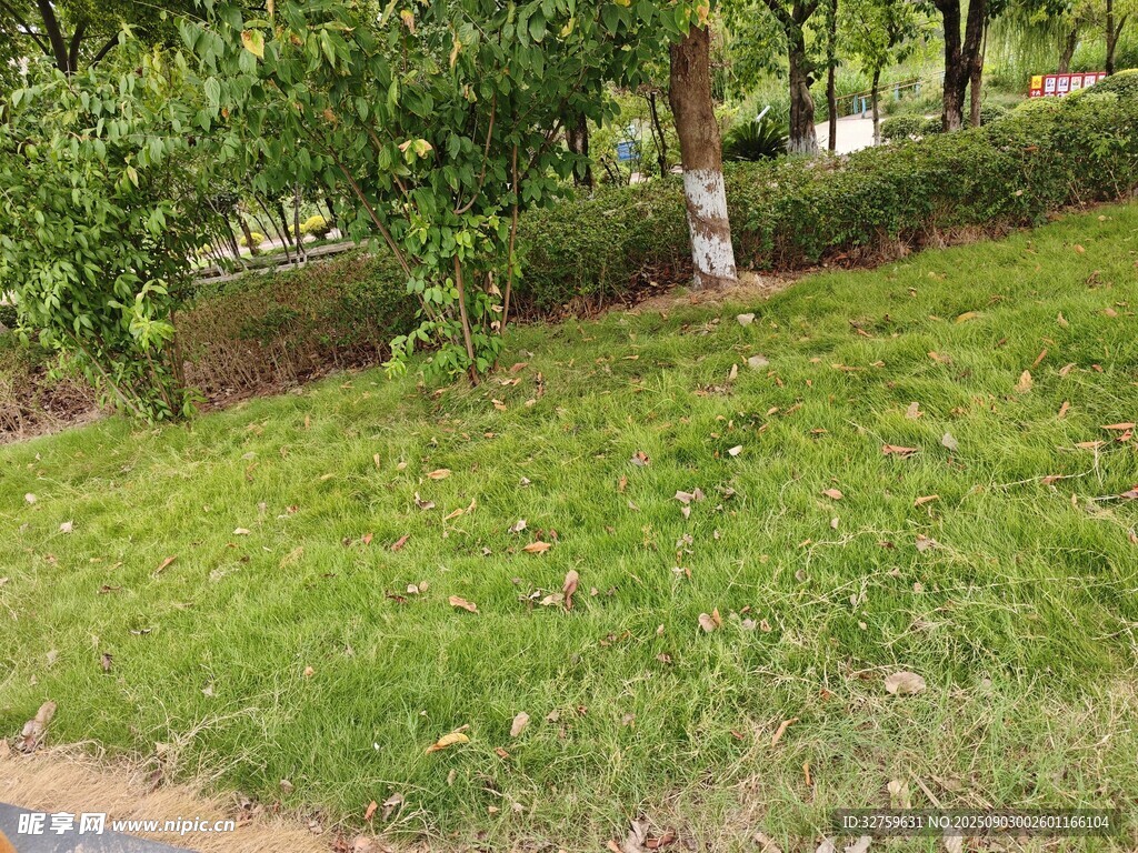 綠意盎然的戶外草地景觀