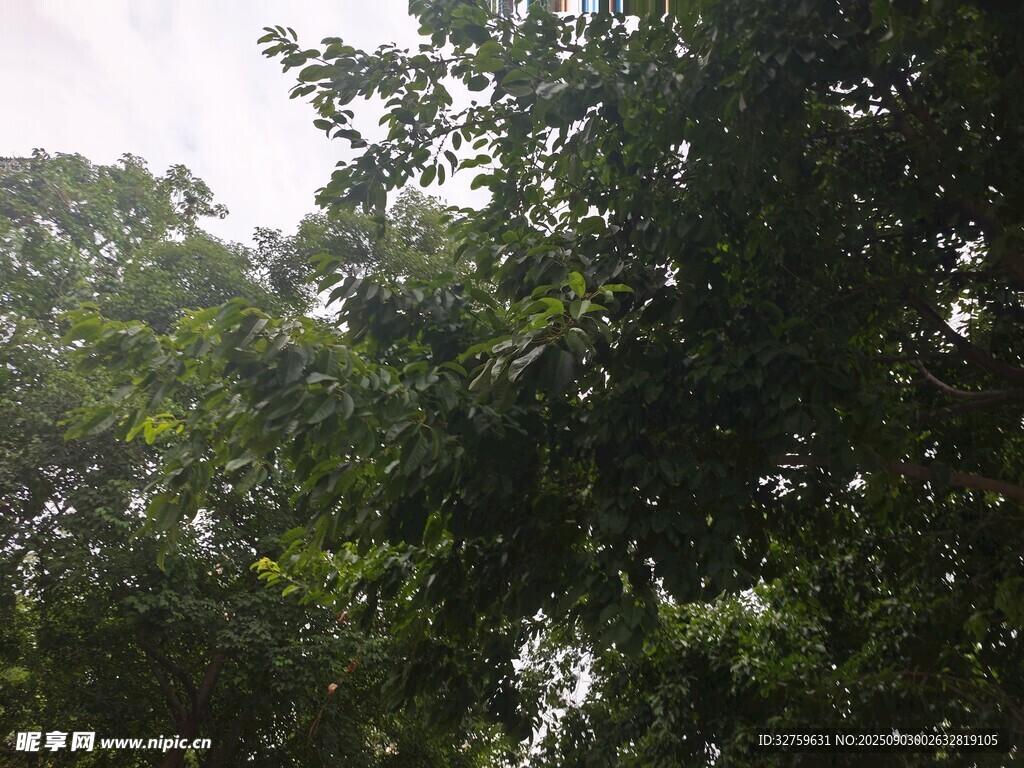 茂密樹林綠意盎然