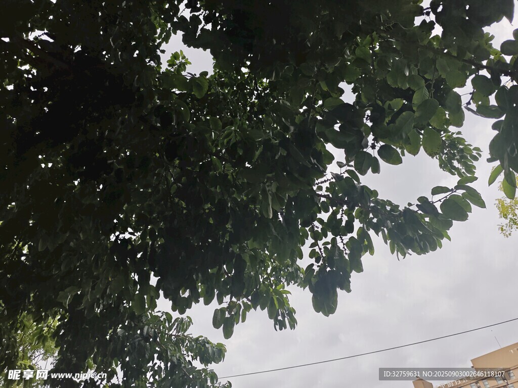 仰視繁茂綠樹與電線