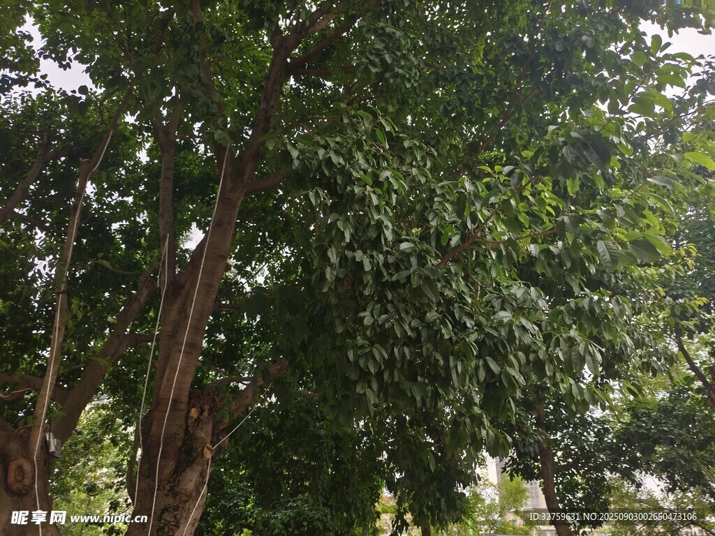 繁茂樹林綠意盎然