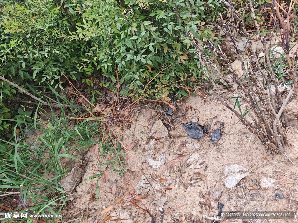地面上的黑色小鳥與綠植