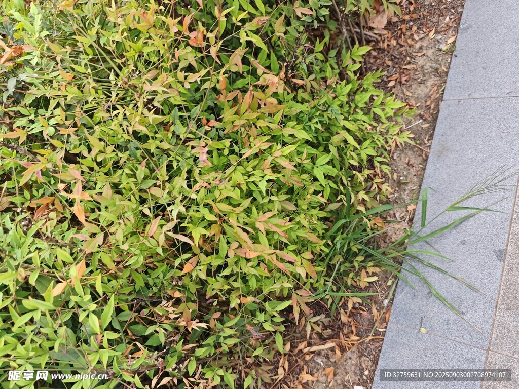 路邊翠綠繁茂的低矮植物