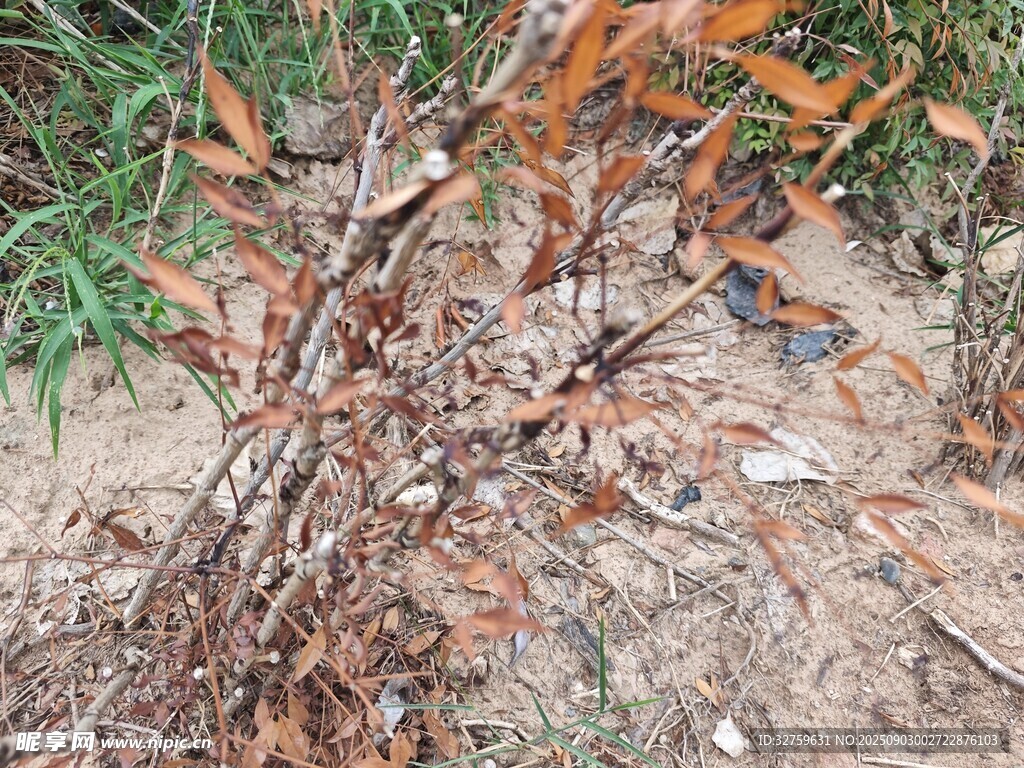 地面枯葉與雜亂樹枝