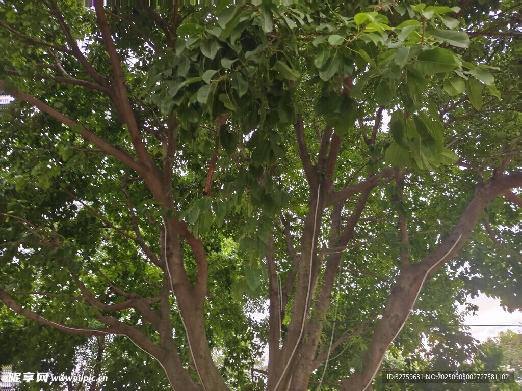 繁茂綠樹展現(xiàn)自然生機(jī)