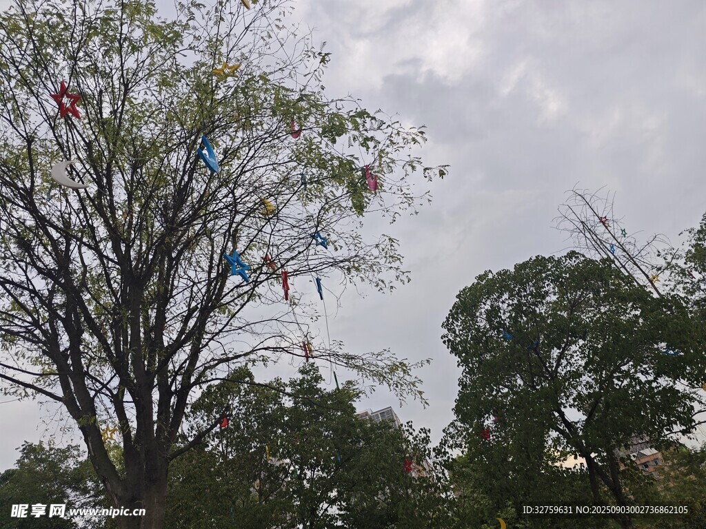 秋日樹林中的光禿樹木