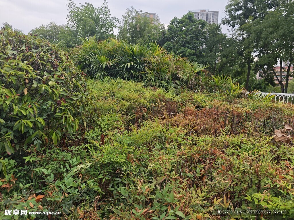 野外繁茂綠植景觀