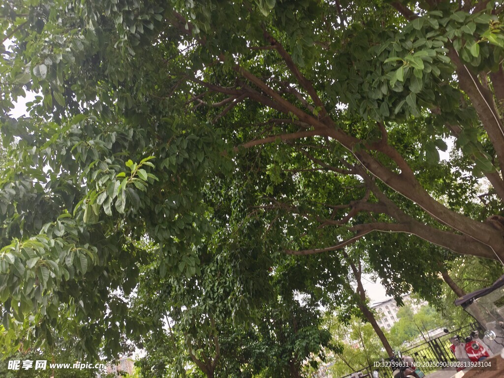 繁茂大樹綠意盎然
