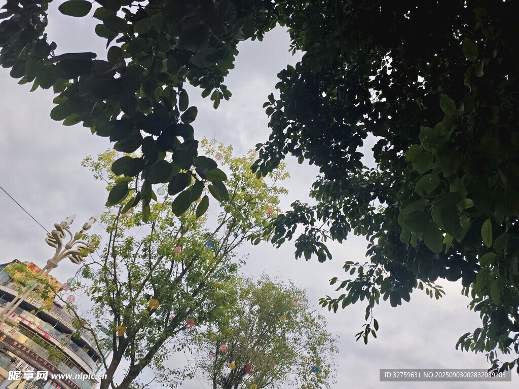 透過枝葉看天空