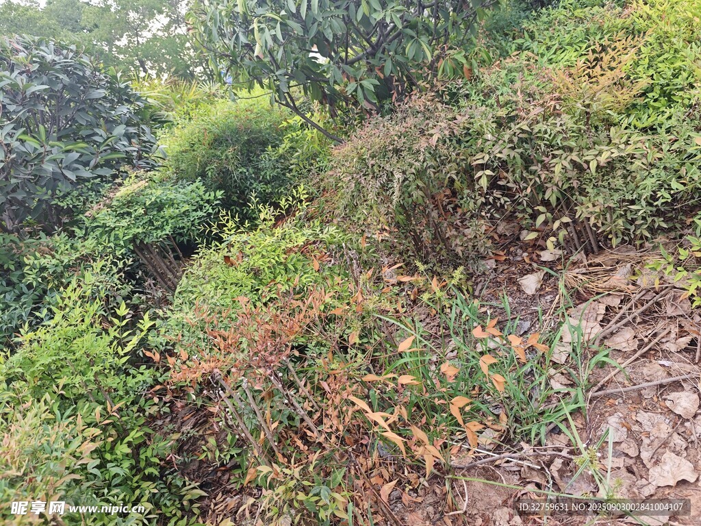 山間繁茂植被景觀