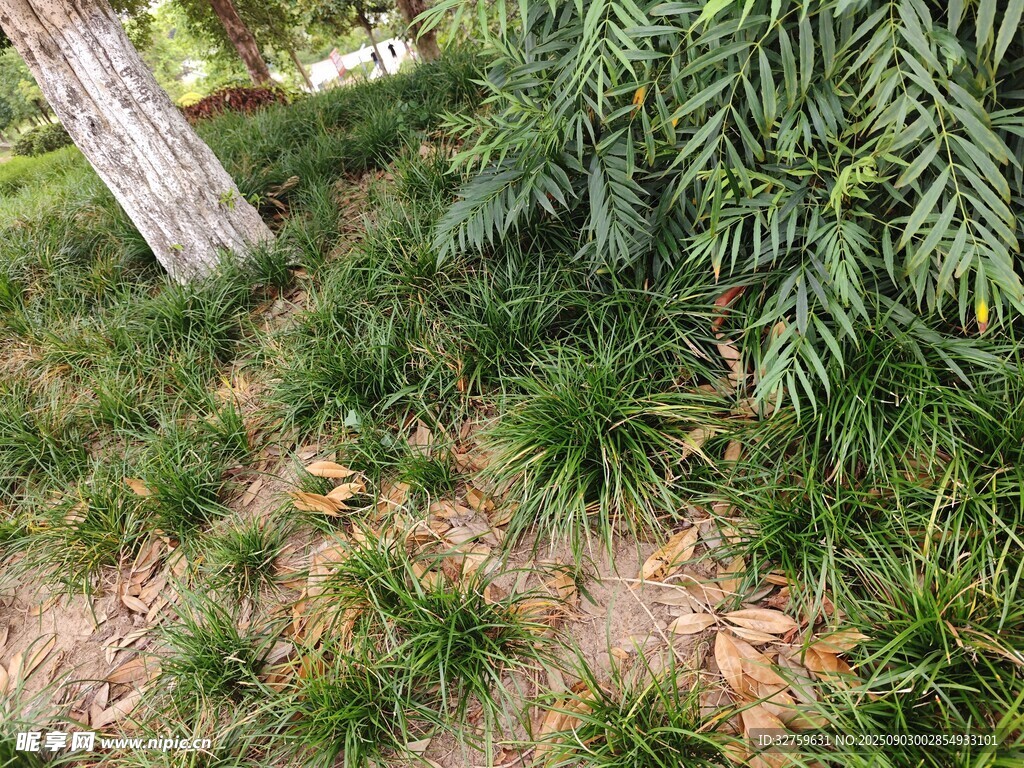 林間草地與綠植景觀