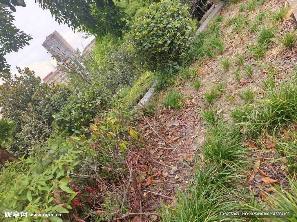 戶外綠植叢生的自然場景
