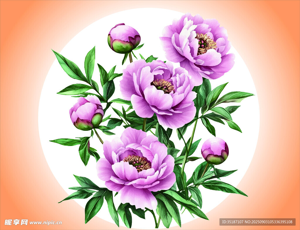 牡丹花插畫