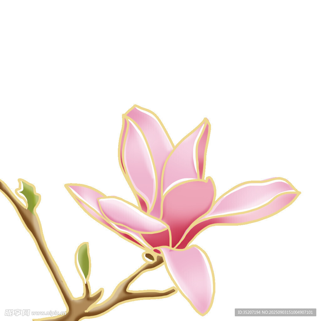 粉色玉蘭花枝特寫(xiě)