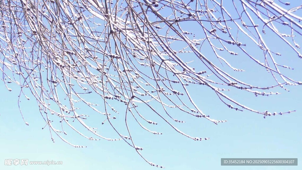 積雪枝條