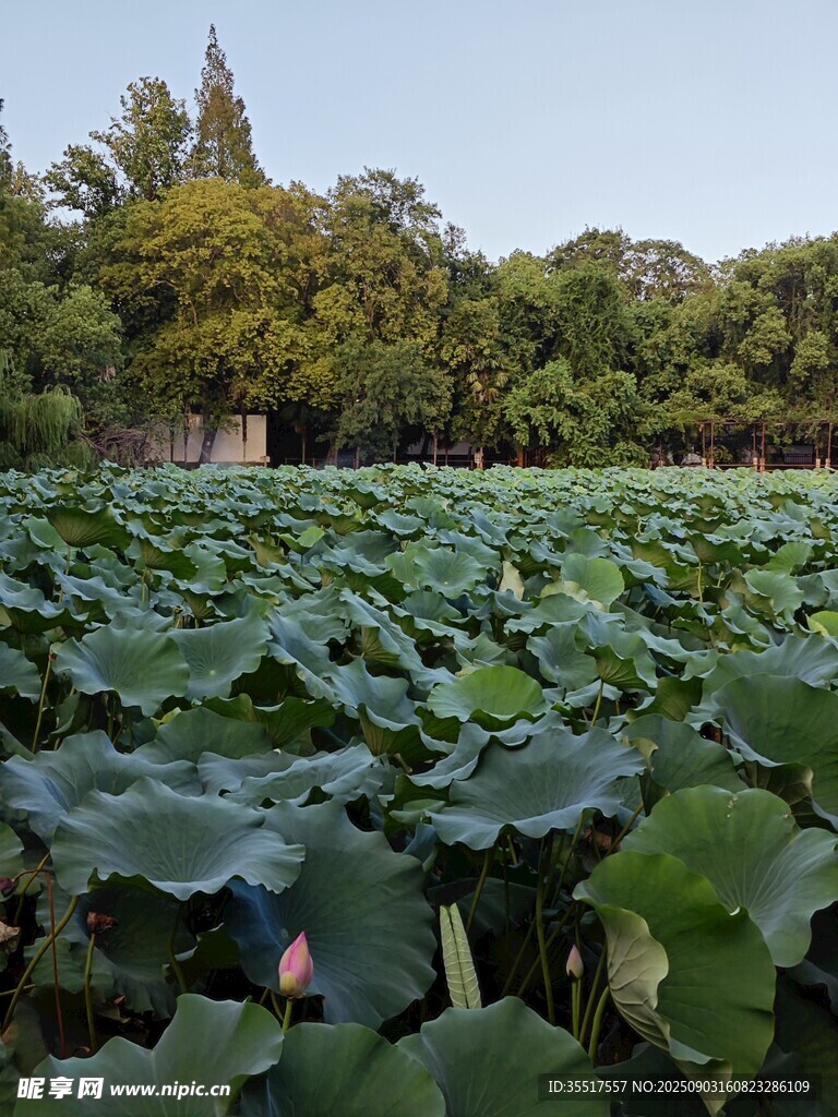 夏日荷塘綠意盎然小荷莊