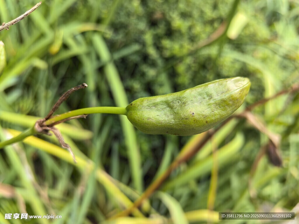 綠葉上的綠色果實(shí)