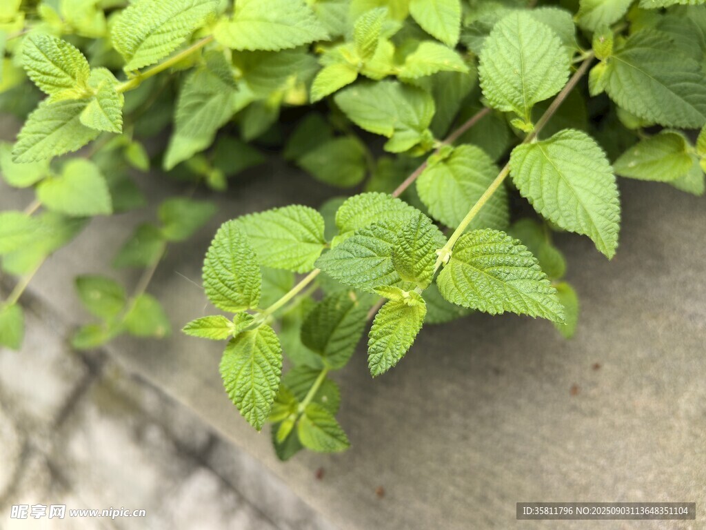 翠綠枝葉依附于灰色墻面