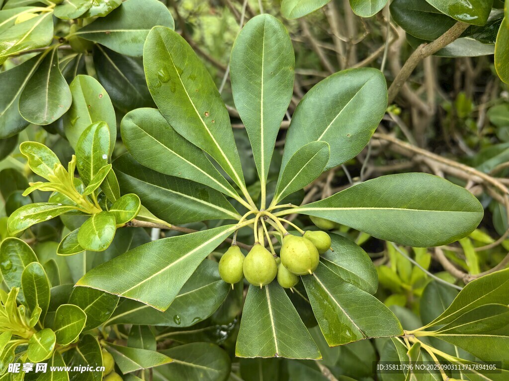海桐枝葉與青果特寫(xiě)