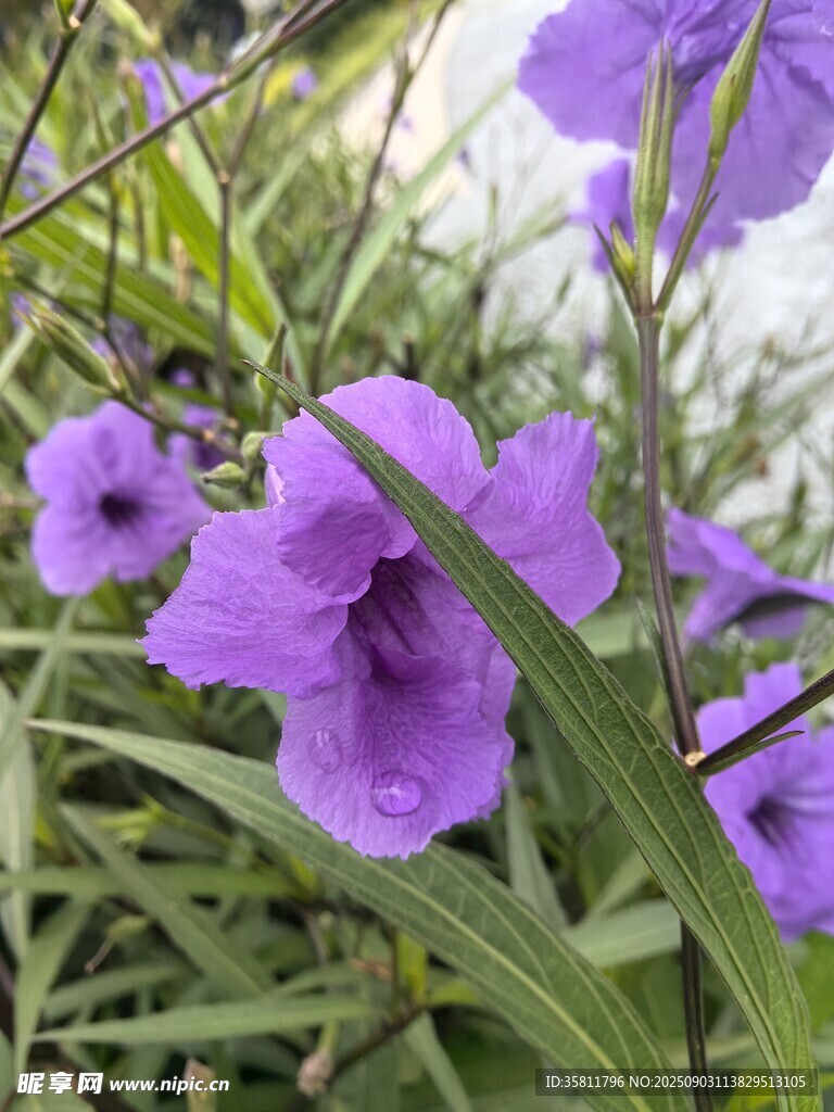 紫色花卉綻放于綠葉間