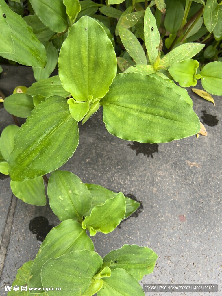 翠綠葉片植物特寫