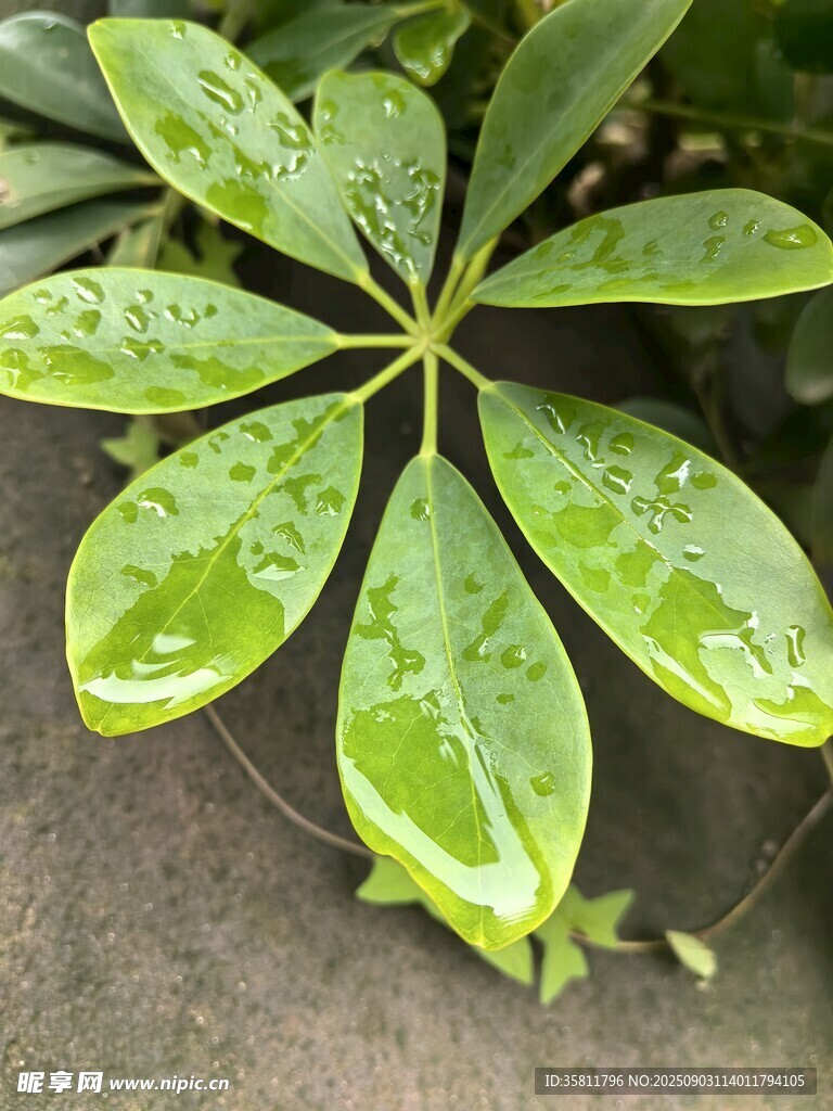 帶水珠的嫩綠掌狀葉片