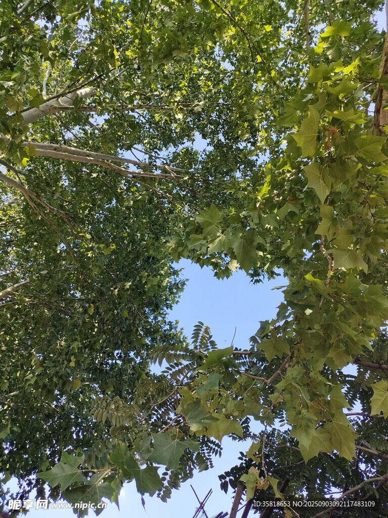 仰視茂密綠樹與藍(lán)天
