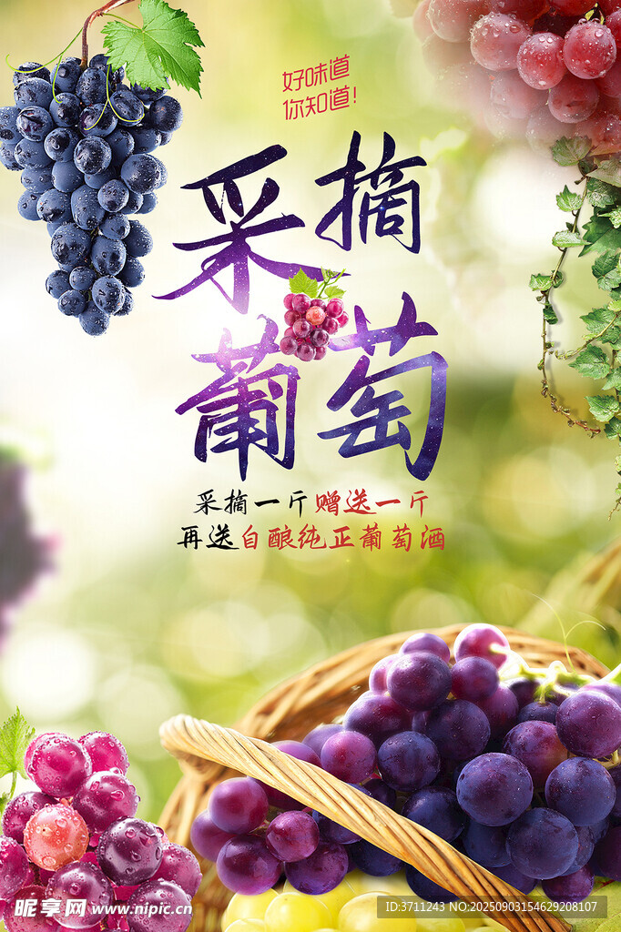  葡萄園采摘 
