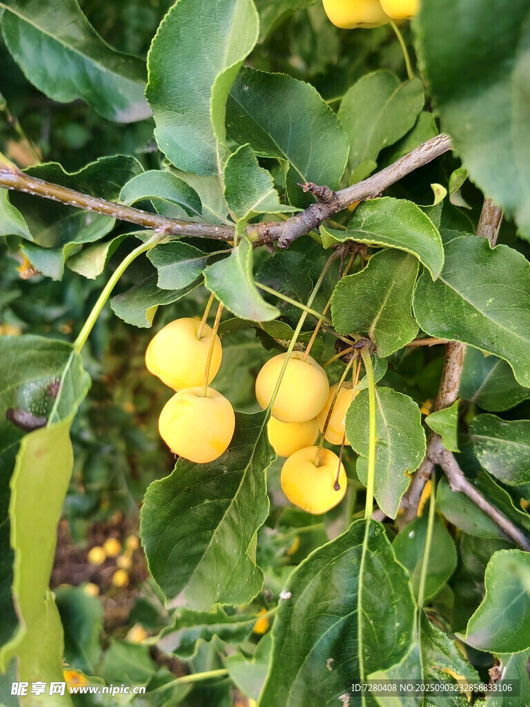 枝頭黃櫻桃