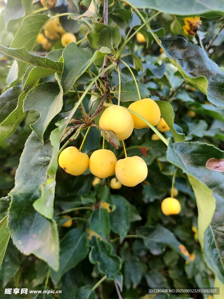 枝頭黃果累累掛
