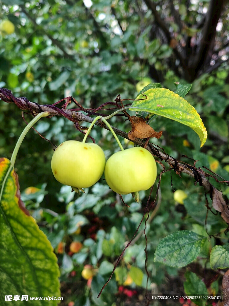枝頭青果