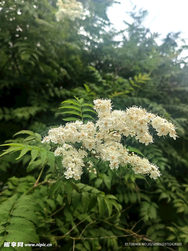 枝頭綻放的白色繁花