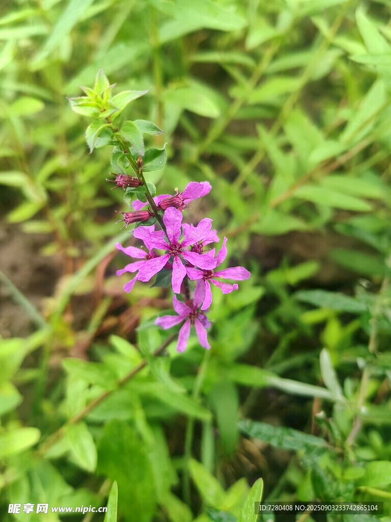 草叢中的紫色小花